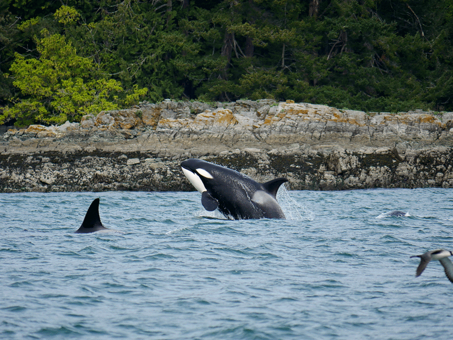 This is how Orcas celebrate after a successful harbour seal hunt!