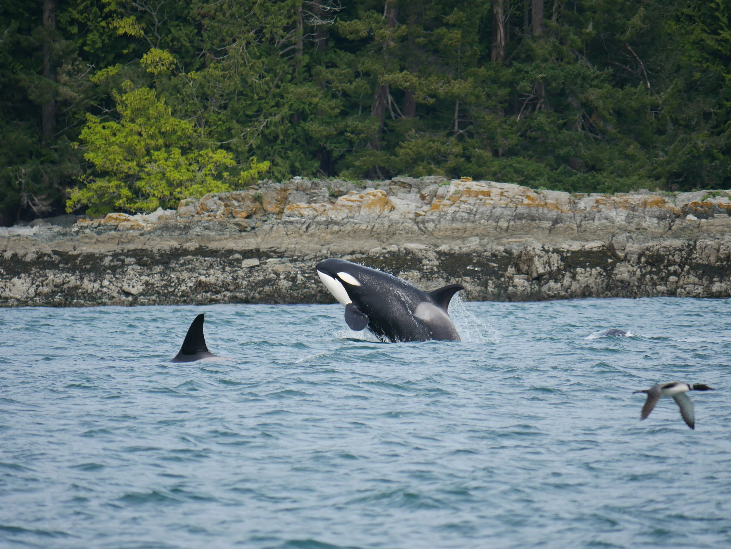 April 21, 2019 - T49A's celebrating around Saltspring Island
