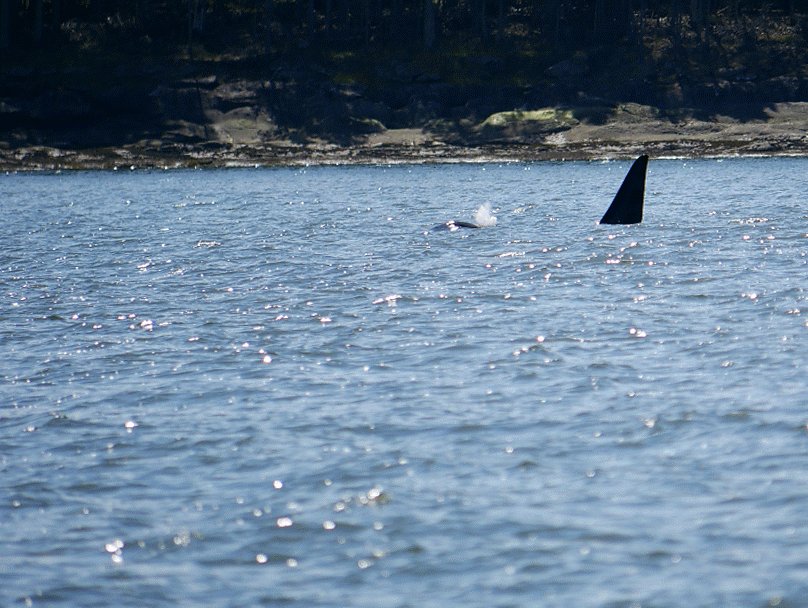 May 2, 2019 - A good time with the T49A's