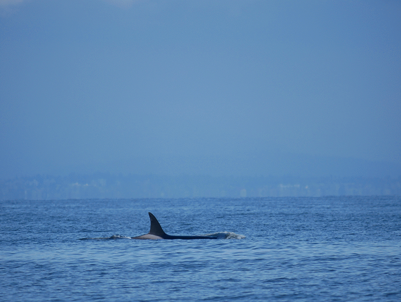 May 3, 2019 - T-Party in the Strait!!