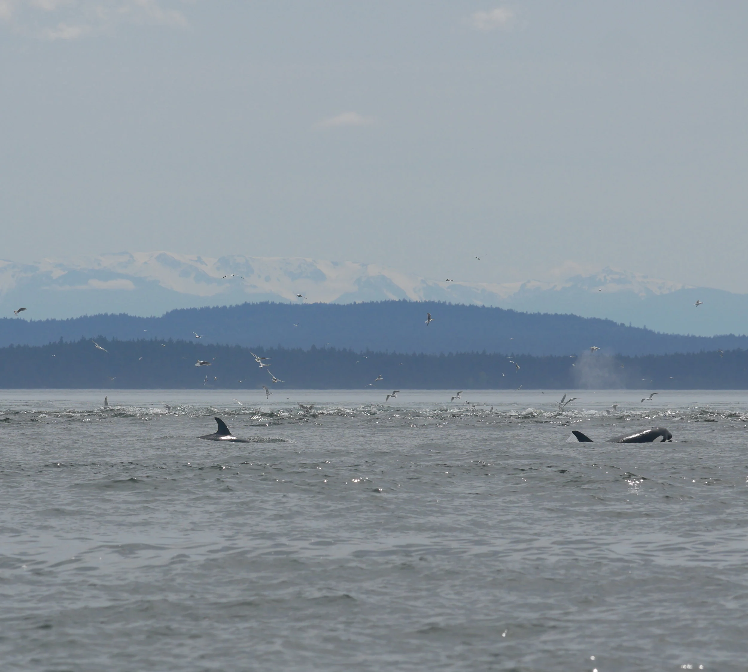 May 4, 2019 - The T49A Family in Boundary Pass