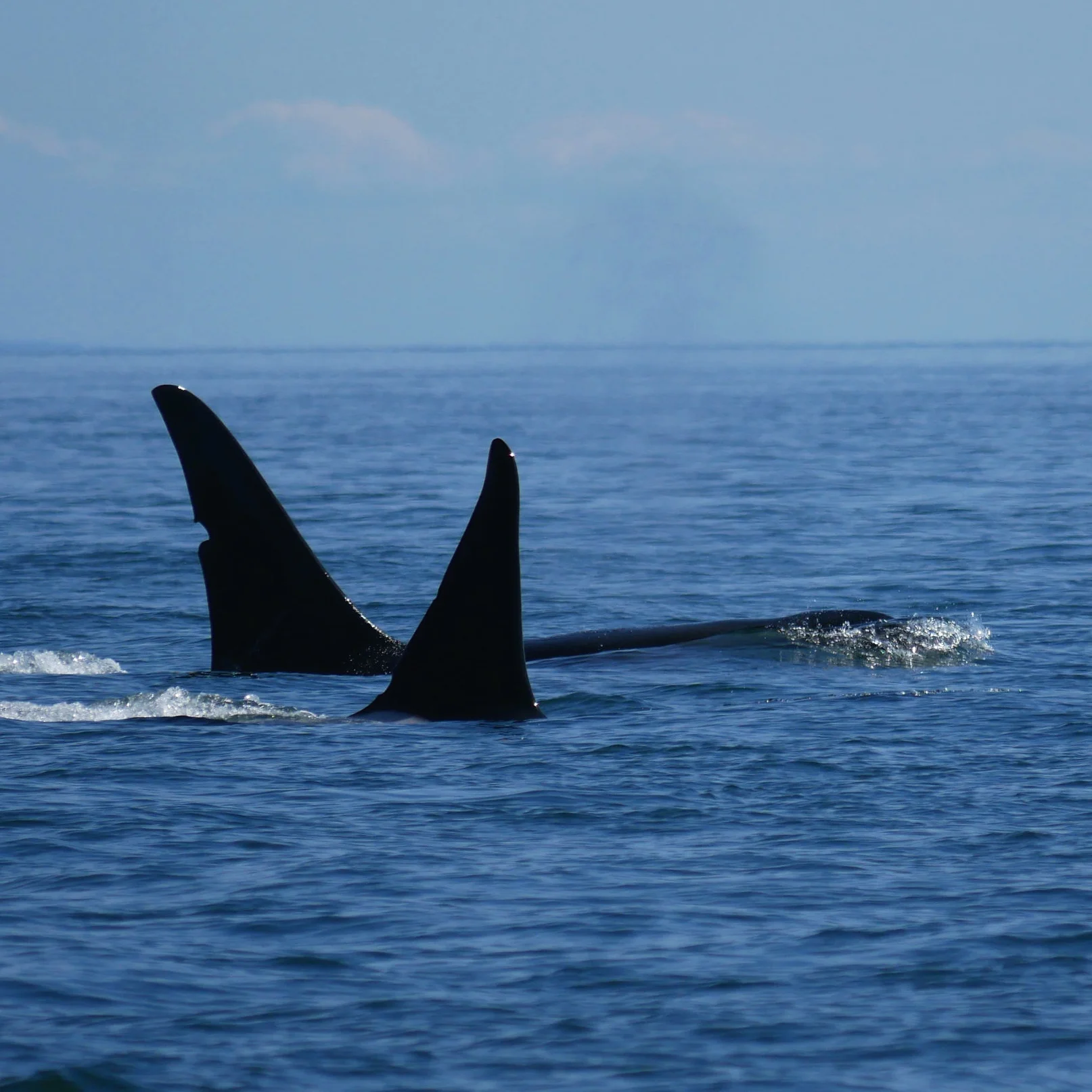 May 5, 2019 - T125A and T128 off of Discovery Island