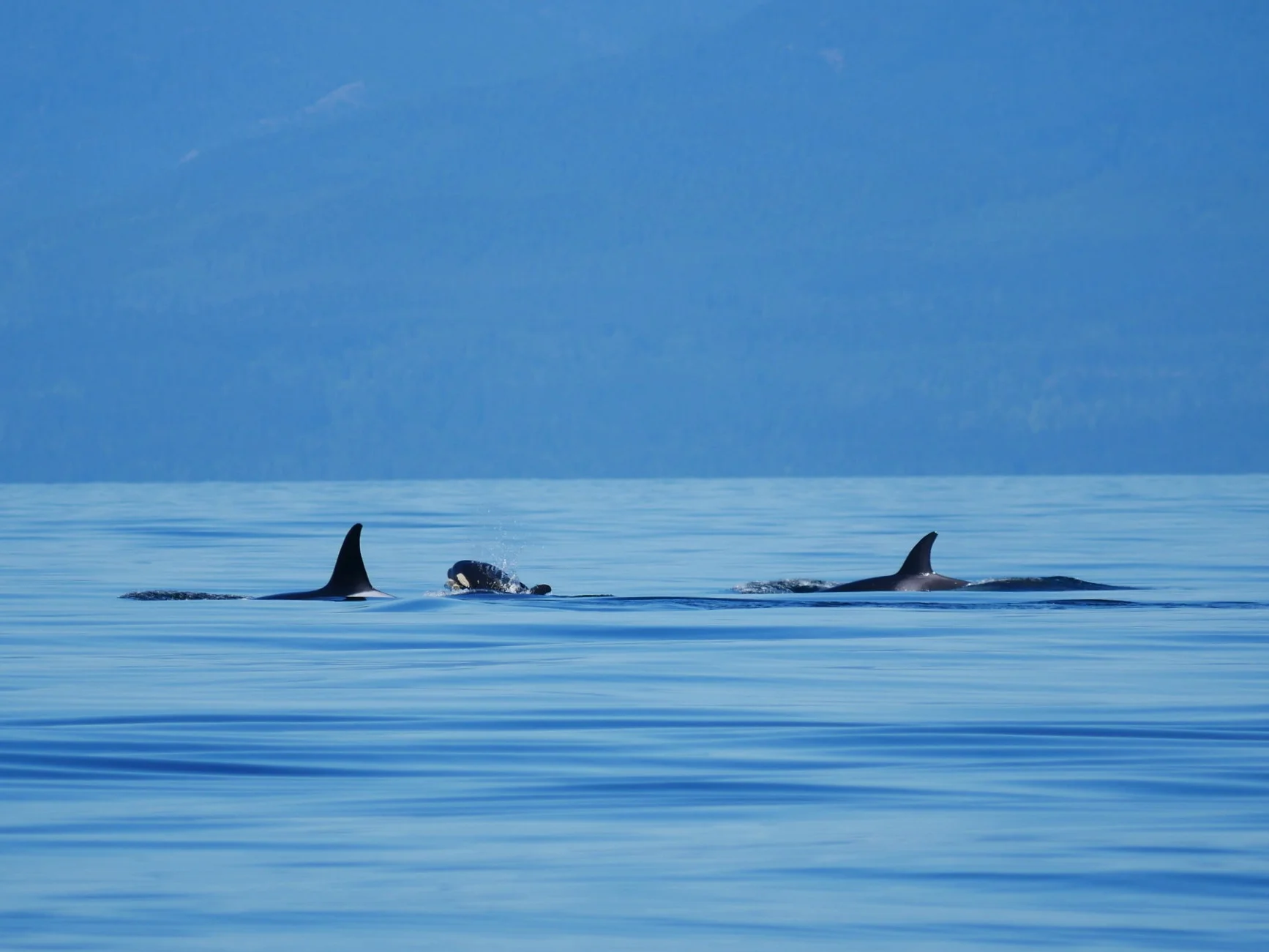 “Darcy” the baby orca pops up between mom and sister
