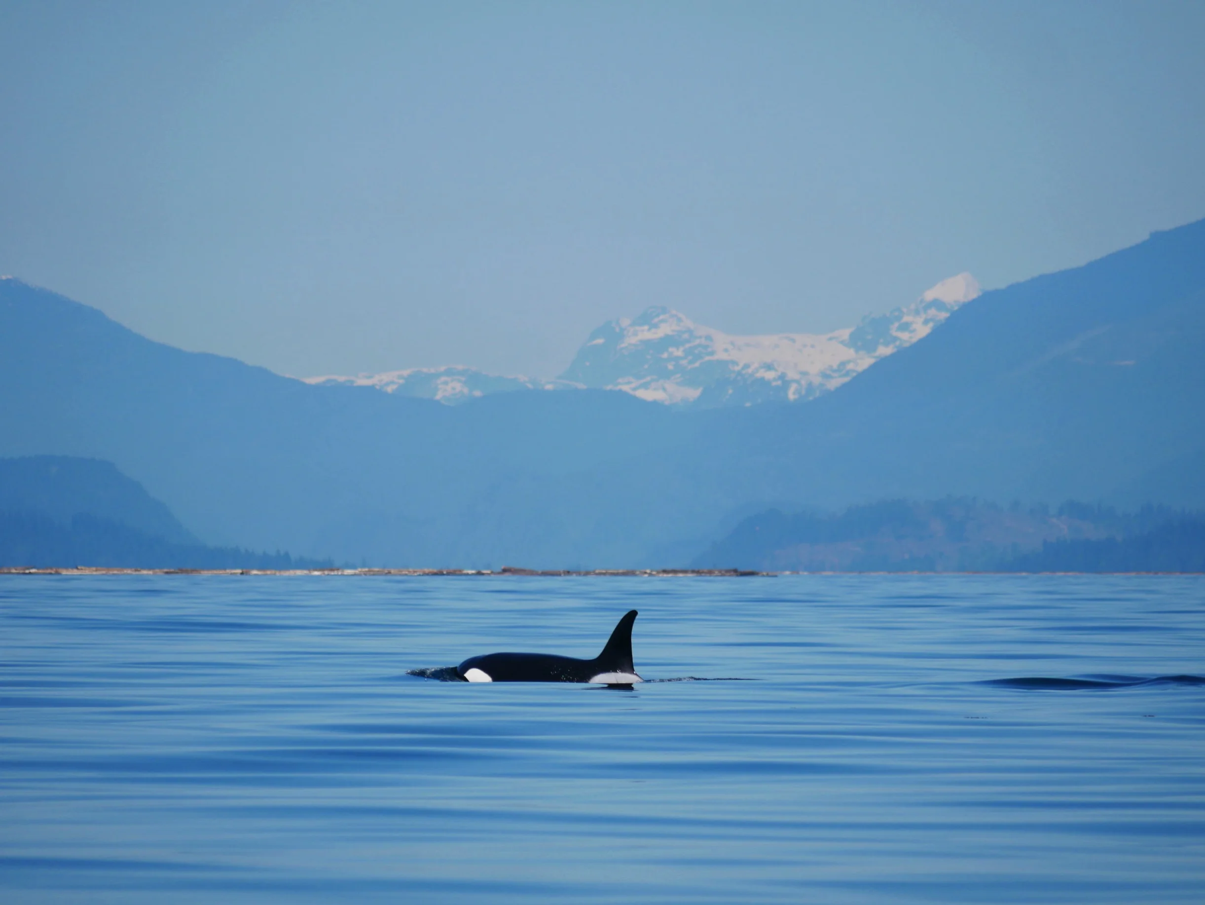 Matriarch T123 in flat conditions in the Strait