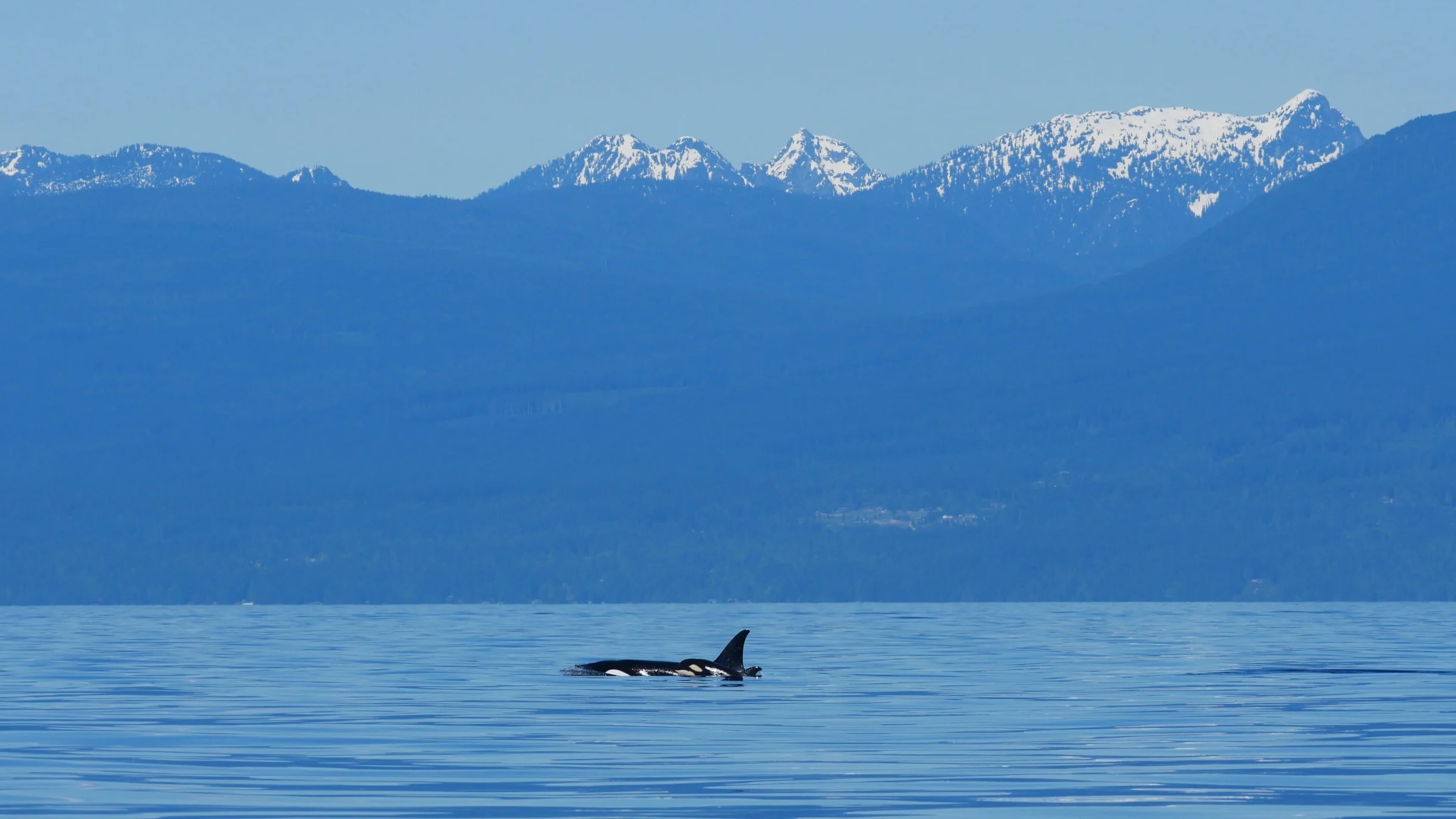 8 month old calf travels beside mom in front of snow capped mountains on the mainland.
