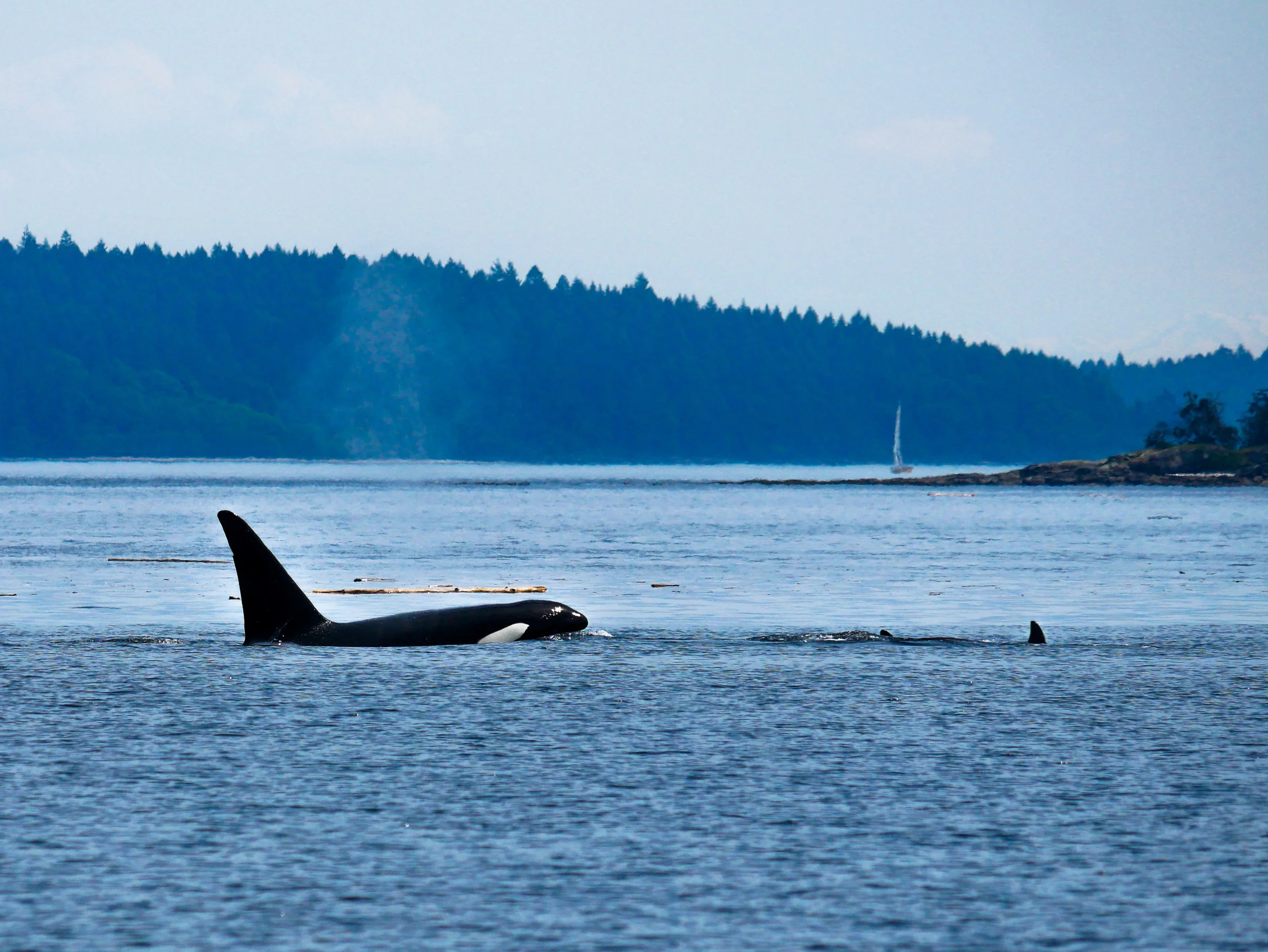 T123A “Stanley”. Notice the nick on his dorsal fin? Photo by Alanna Vivani.