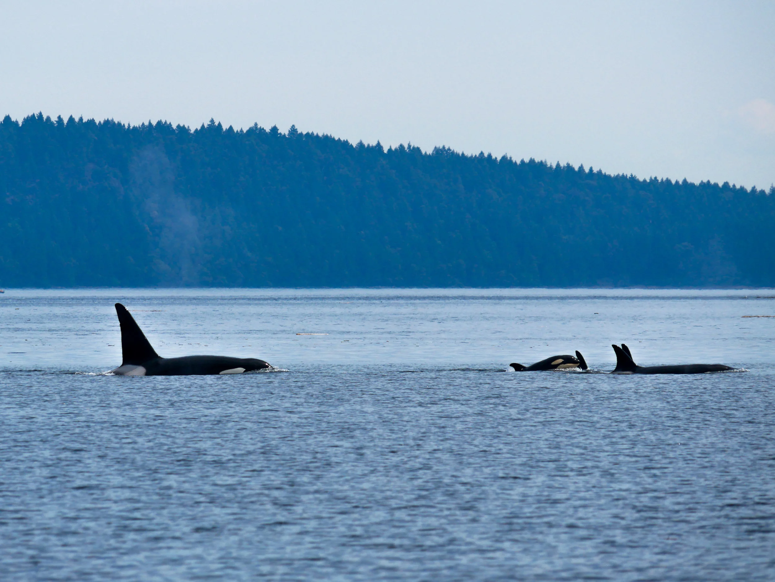 Can you spot all 5 dorsal fins in this shot? Stanley (T123A) and his baby sister, T123D, stealing the show! Photo by Alanna Vivani.