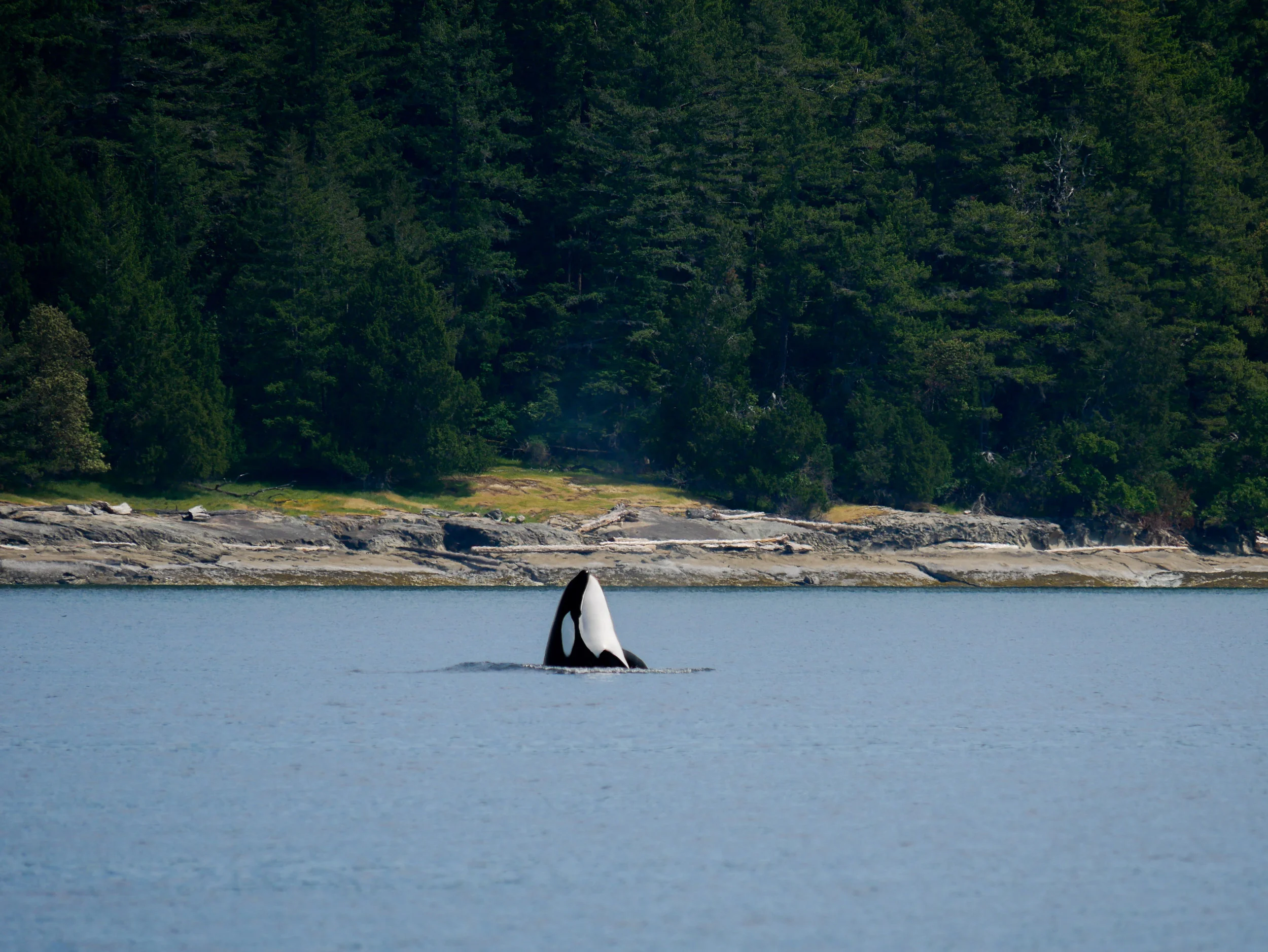 Orca spy hop!! Photo by Alanna Vivani.