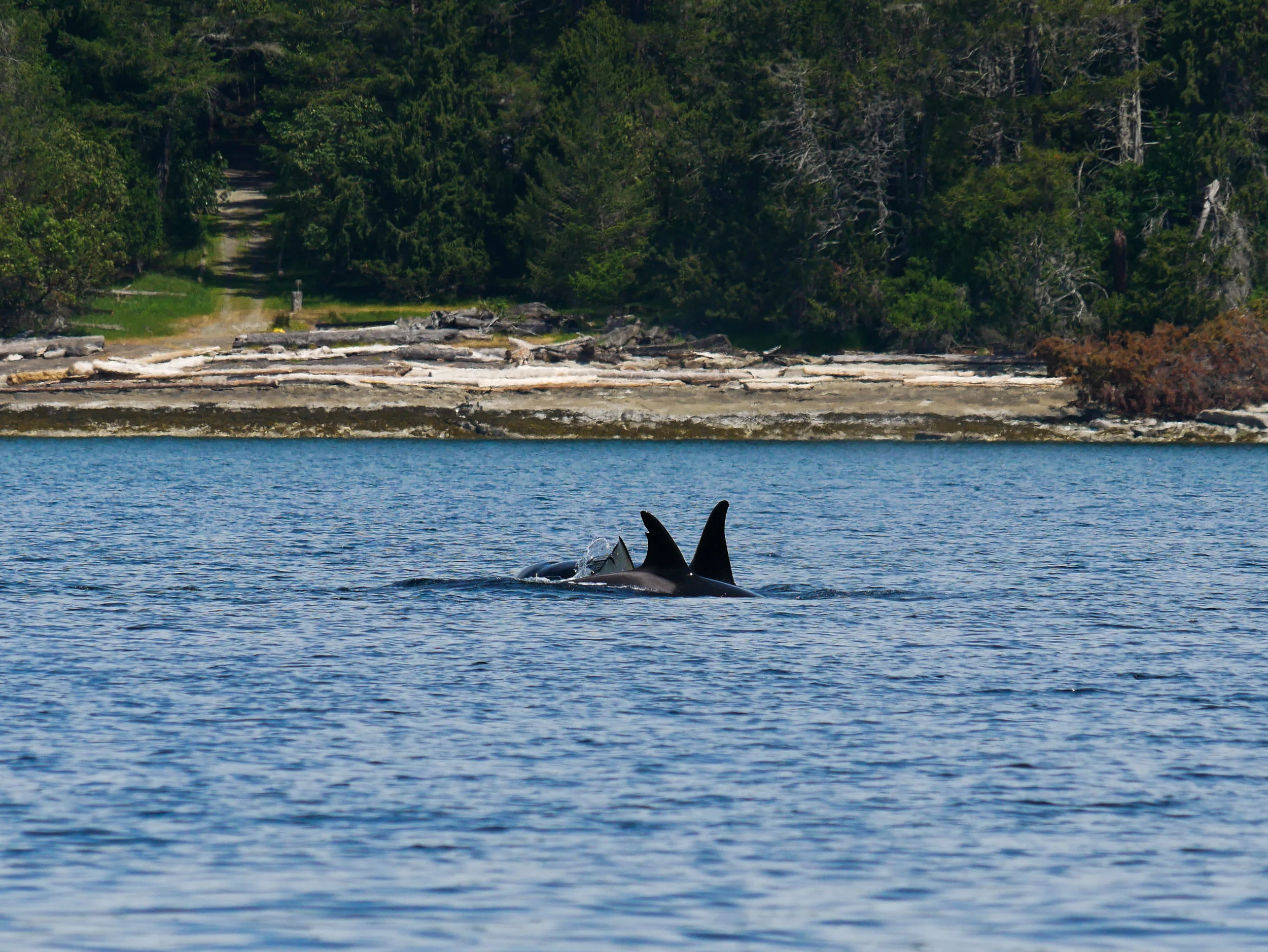 A lot of commotion, can you see the fluke mixed in with the dorsal fins? How about T86A3 “Tyndall’s” really unique dorsal fin with the cut out right in the foreground. Photo by Alanna Vivani.