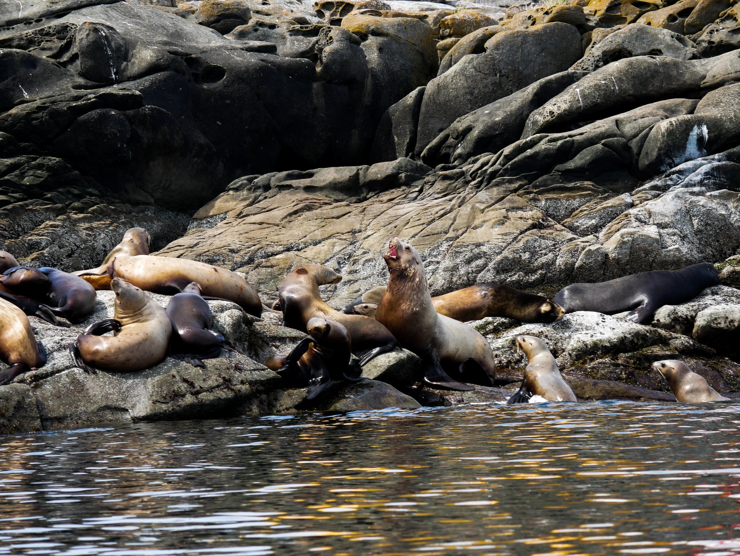 A large Steller Sea Lion in the middle of a growl. Notice the long fur around its neck? Photo by Alanna Vivani.
