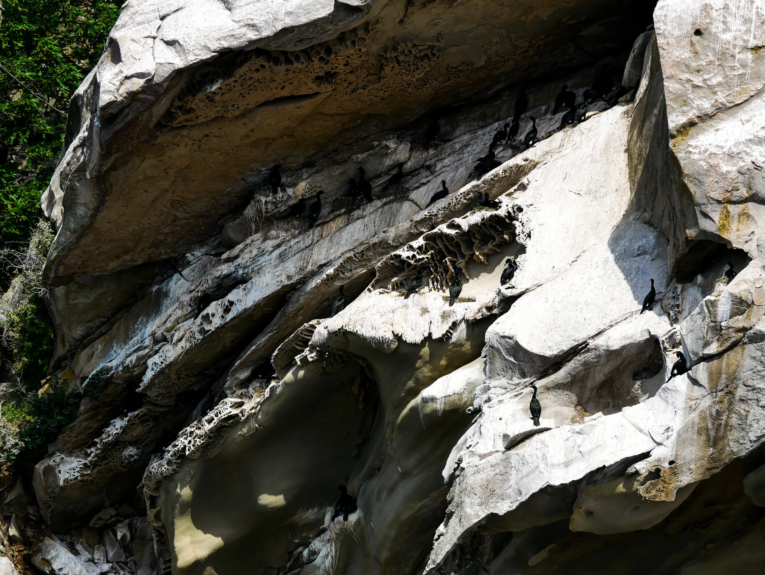 Cormorants perched in the rocks, notice the sandstone carved out just beneath them! Photo by Alanna Vivani.