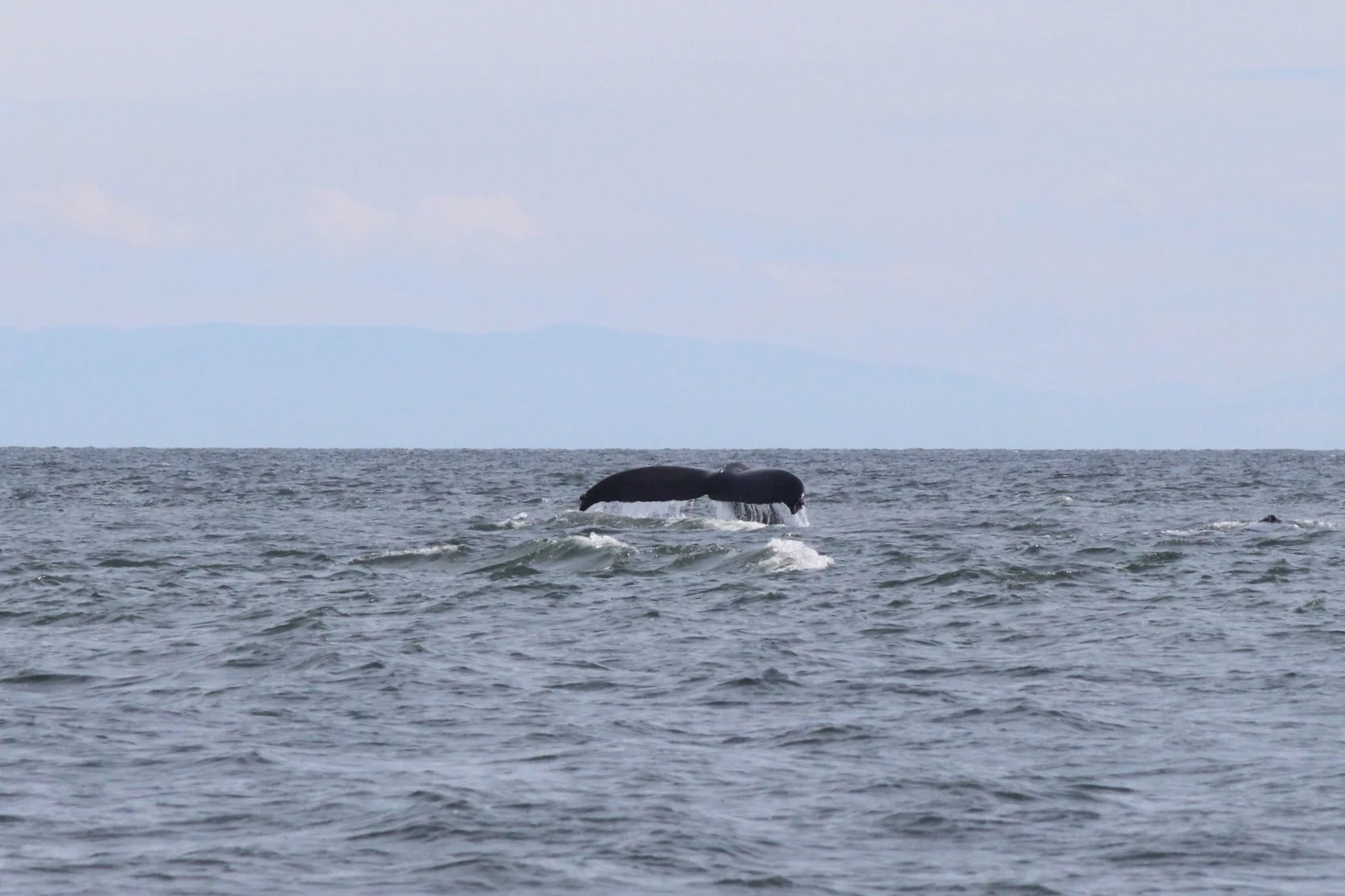 Slate fluking in the Strait. Photo by Natalie Reichenbacher