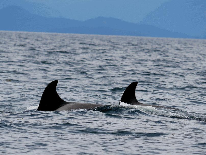 May 17, 2019 - Transient Orcas off Gabriola Island