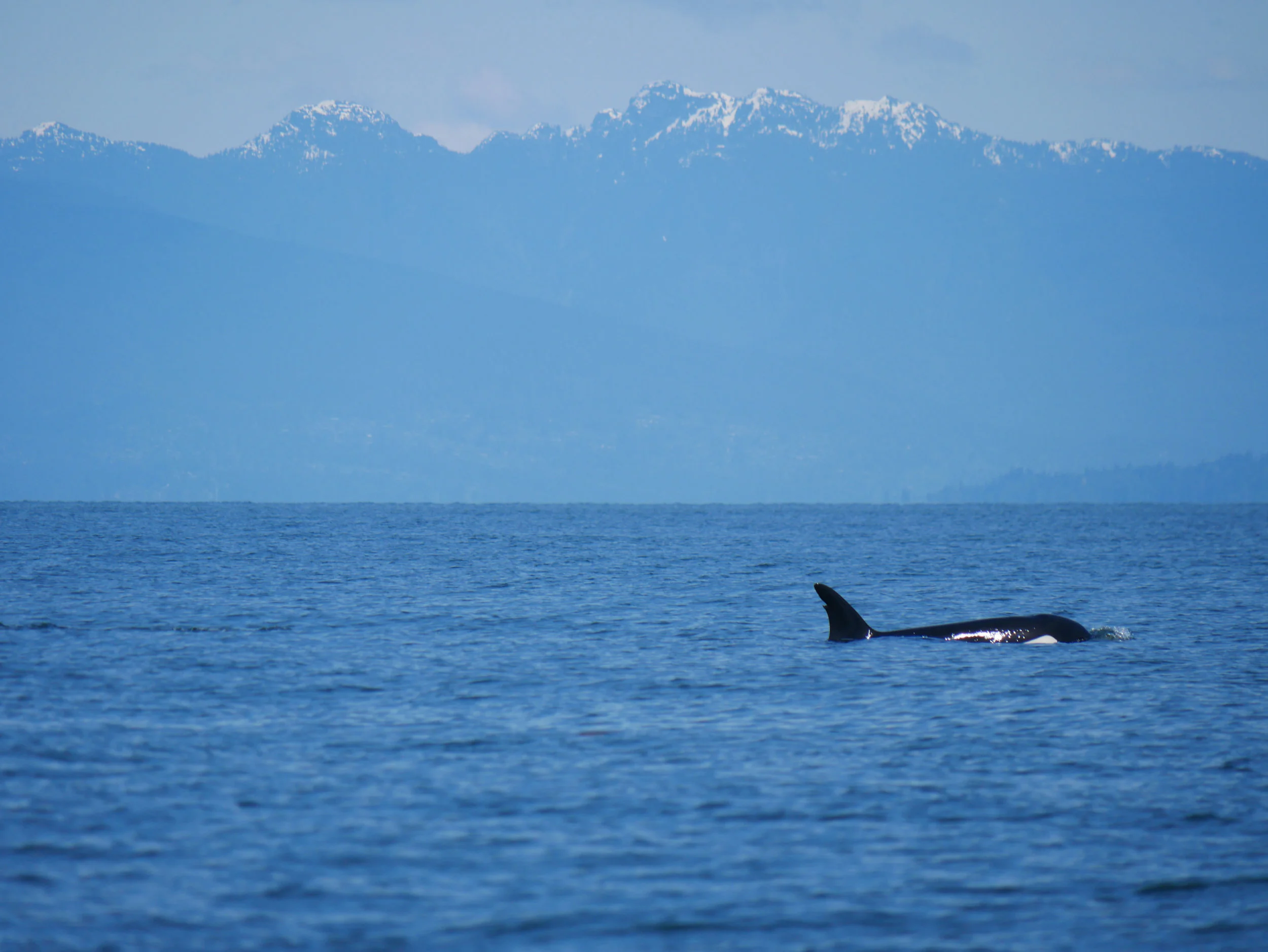 May 18, 2019 - T86As off Thrasher Rock