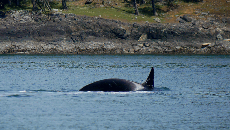 May 19, 2019 - T-Party near Moresby Island! 