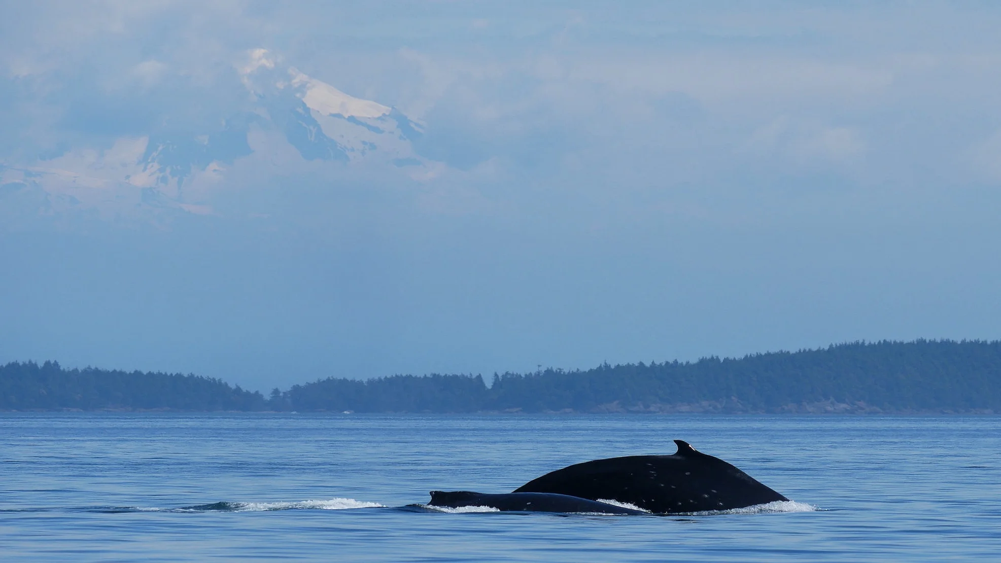 Slate and her new calf with Mount Baker in the background. Photo: Rodrigo Menezes