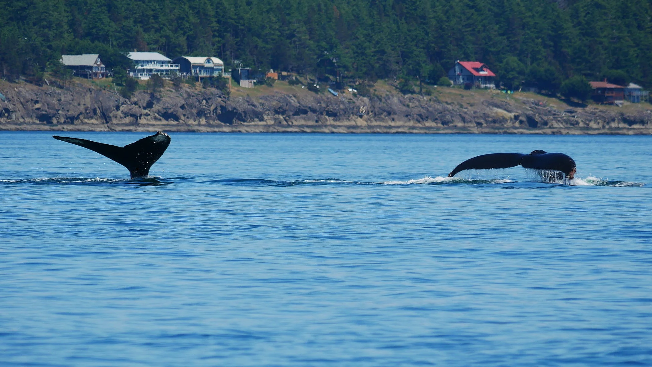 Heather (left) and Raptor (right) doing a synchronized fluke. Photo: Rodrigo Menezes