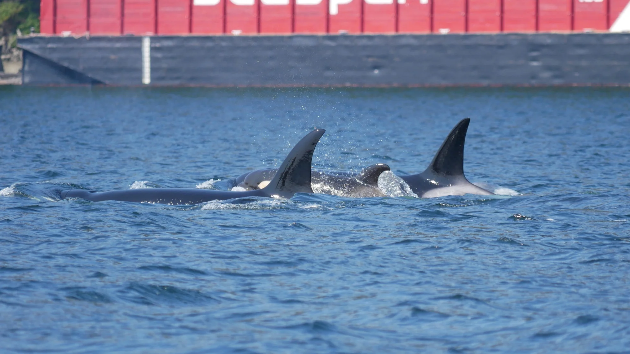 The other calf in the pod surfacing.
