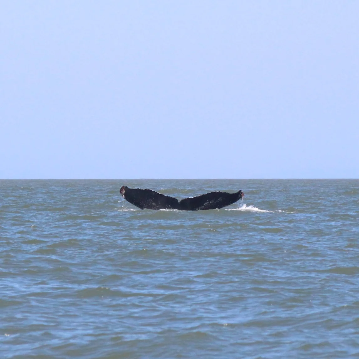 Go Raptors! This is Raptor (BCY0660) the humpback whale. It got its nickname from the white “Raptor scratches” on the right side of the fluke. They are faint, do you see them? Photo by Natalie Reichenbacher