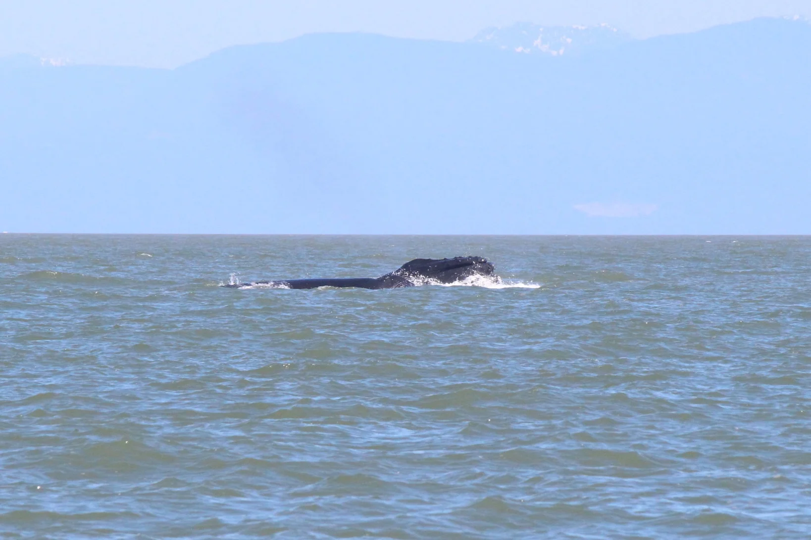 A lunge feeding humpback breaks through the surface! Photo by Natalie Reichenbacher