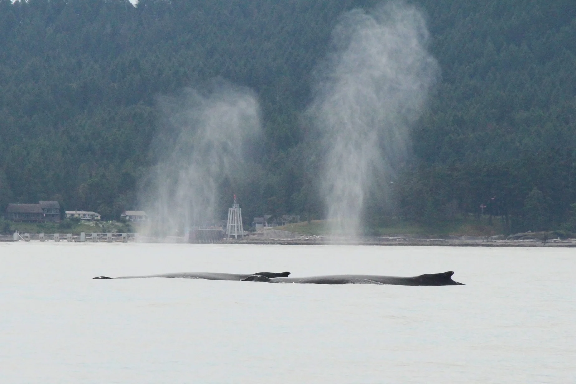 In great conditions you can see a humpback blow from miles away! These two had a big exhale after a deep feeding dive. Photo by Natalie Reichenbacher