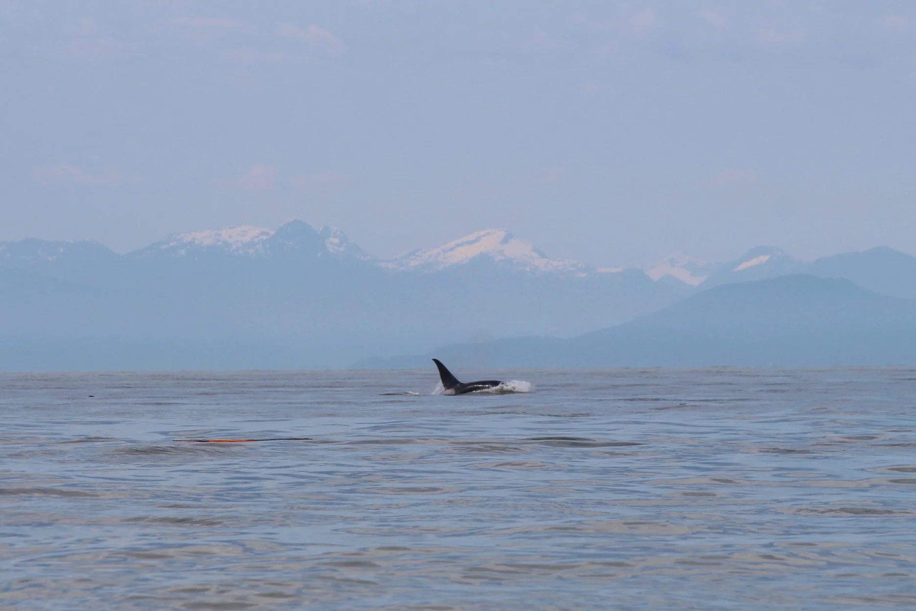 One of the T101s foraging in the Strait! Photo by Natalie Reichenbacher
