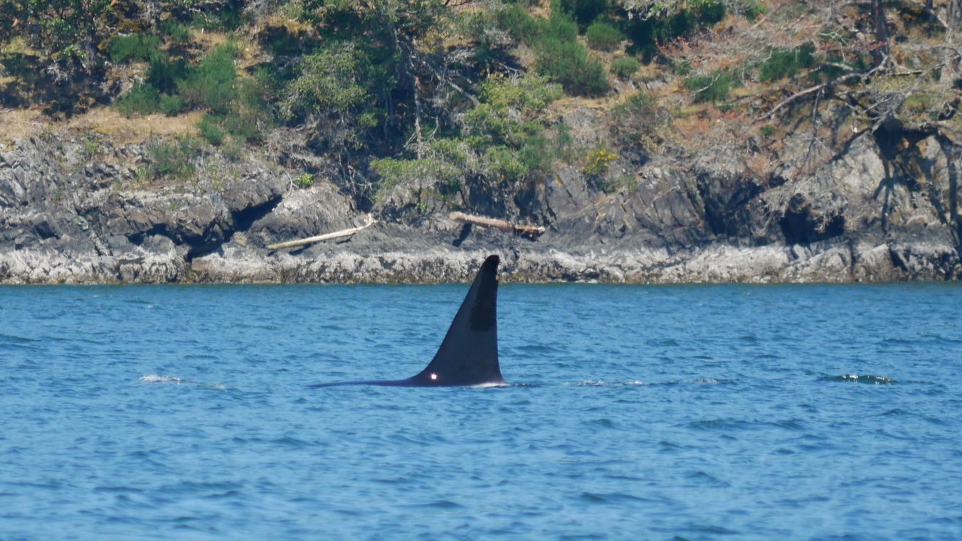 May 27, 2019 - T87 and the T90s in Cowichan Bay!
