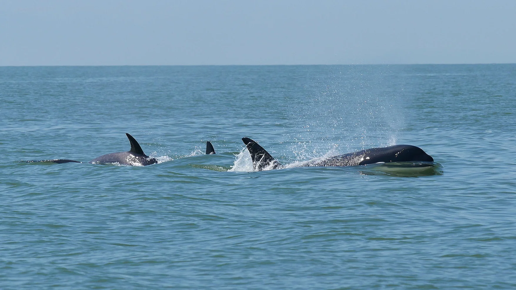 Orca party! Photo: Rodrigo Menezes