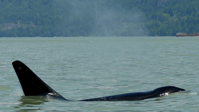 May 31, 2019 - T101's and T124C in Howe Sound