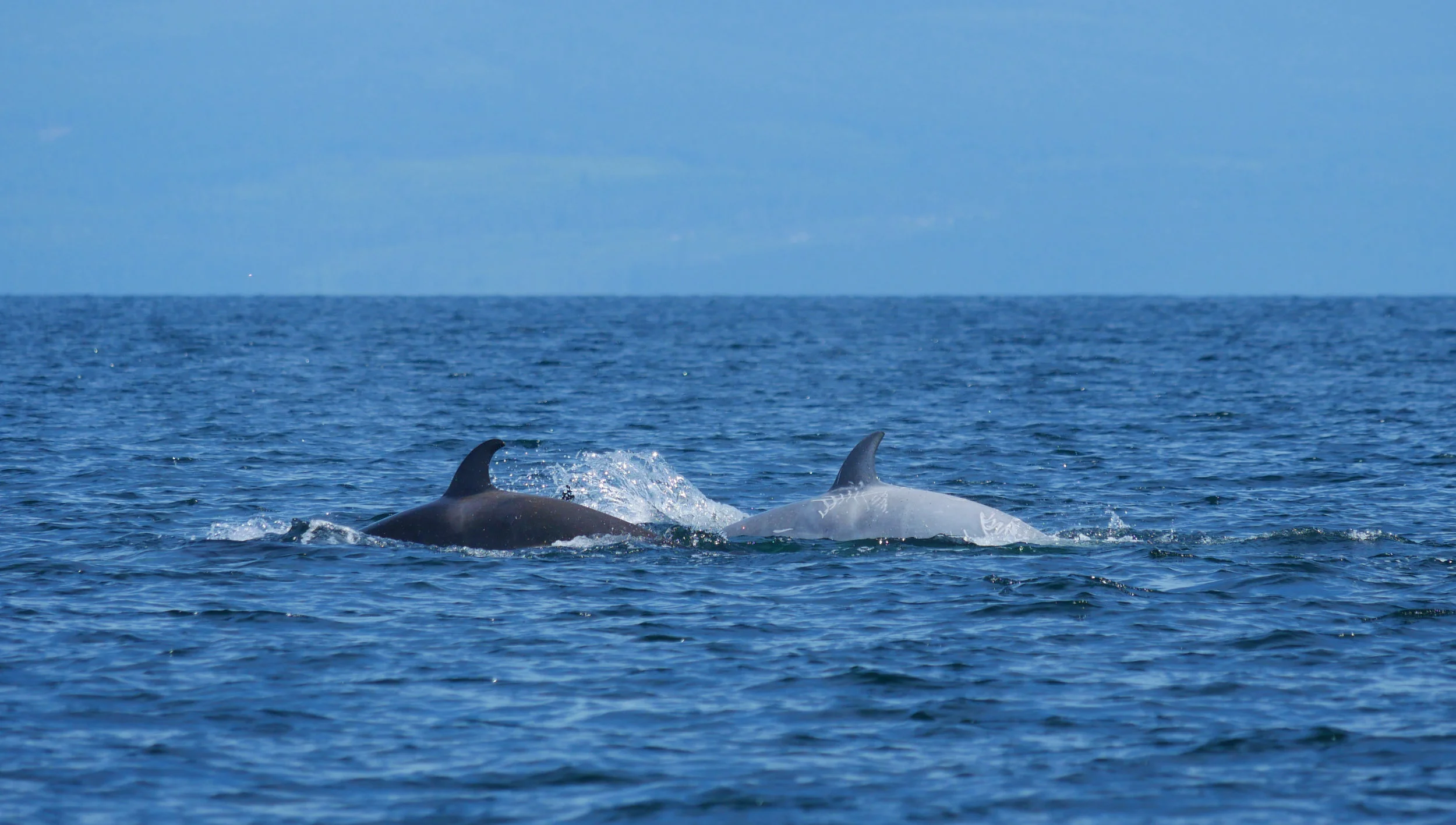June 2, 2019 - T46Bs outside Nanaimo Harbour! 