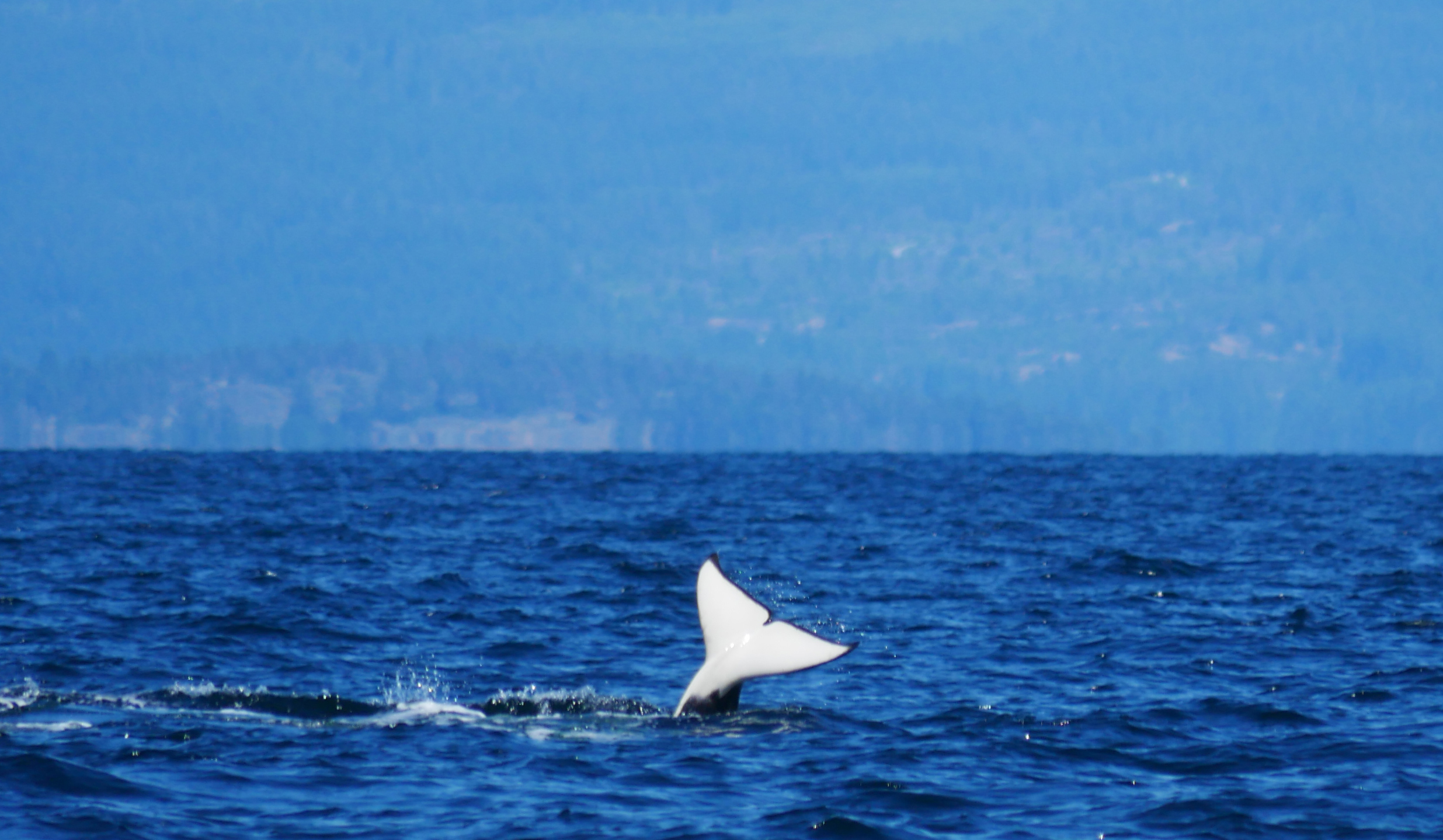 Fluke! Photo by Cheyenne Brewster.
