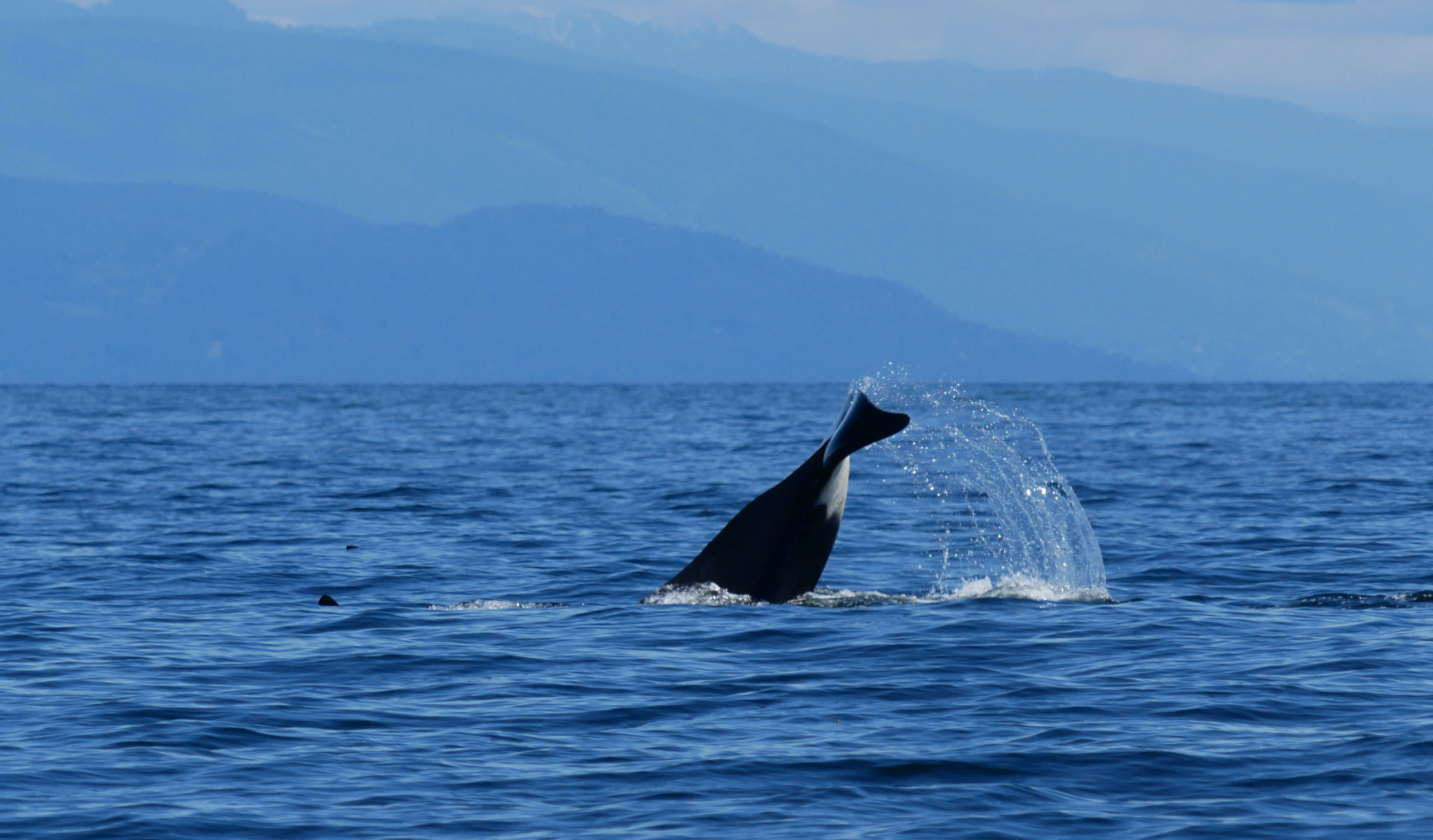Big tail lob! Photo by Cheyenne Brewster.