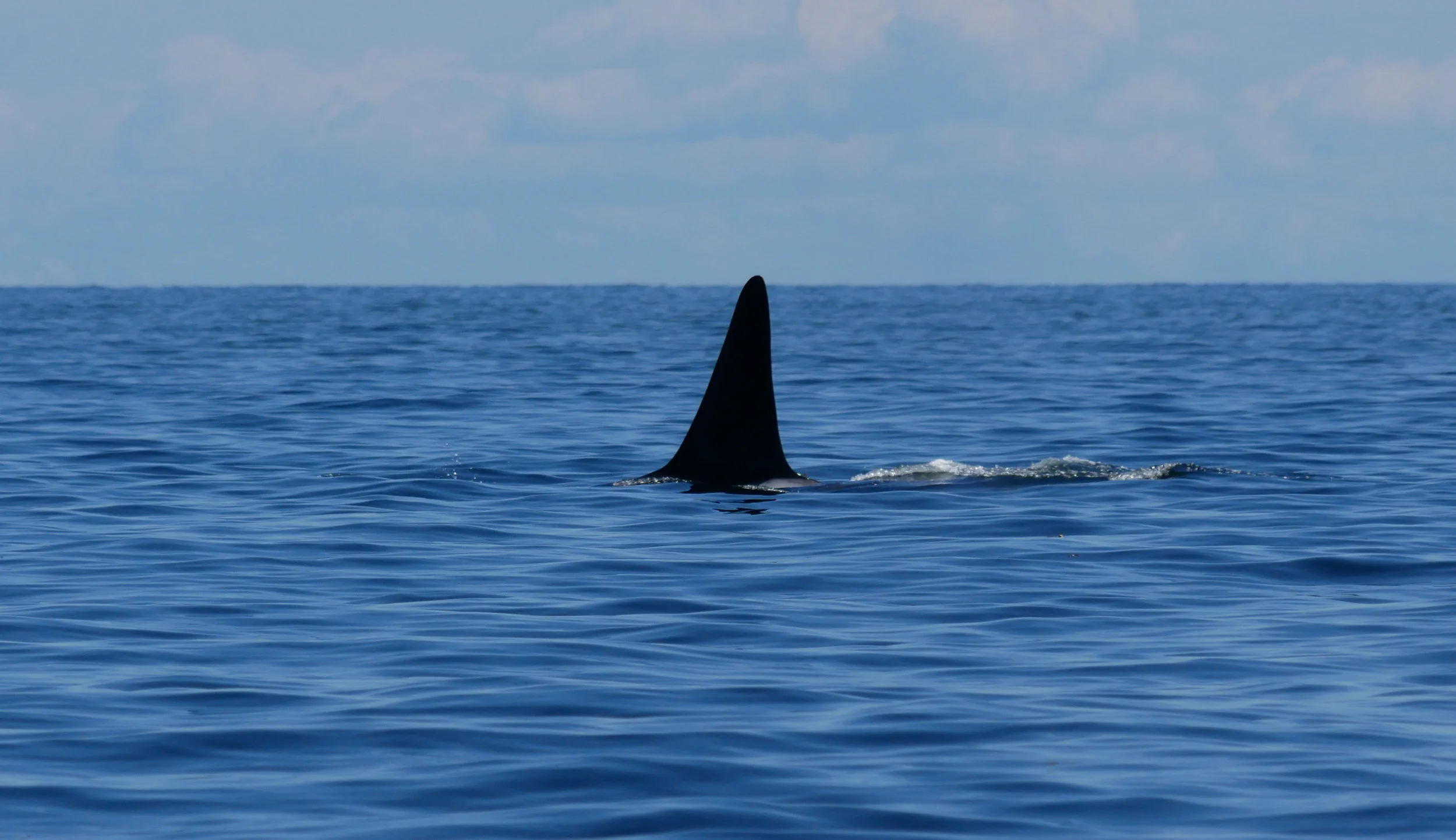 Photo by Cheyenne Brewster.