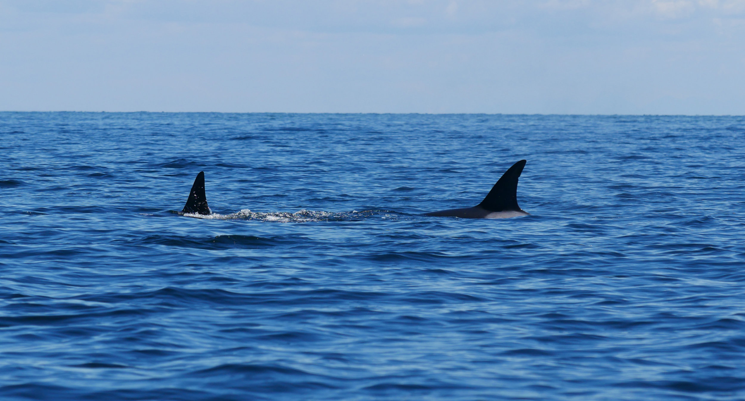 Photo by Cheyenne Brewster.