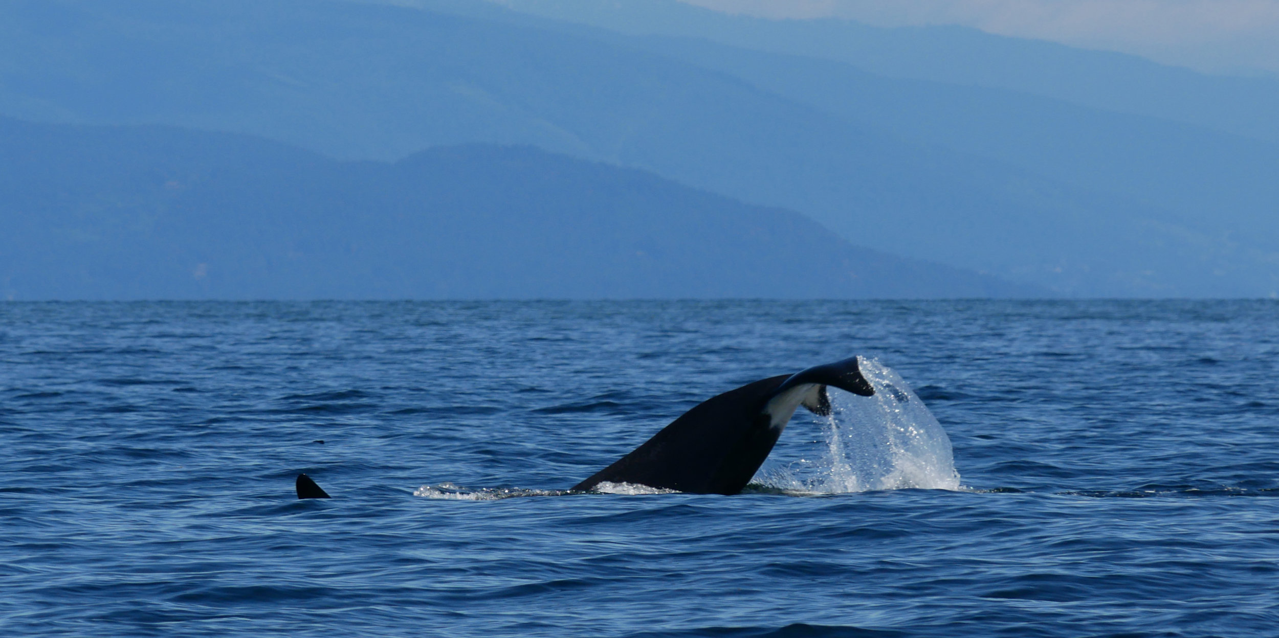 Another big Tail slap! Photo by Cheyenne Brewster.