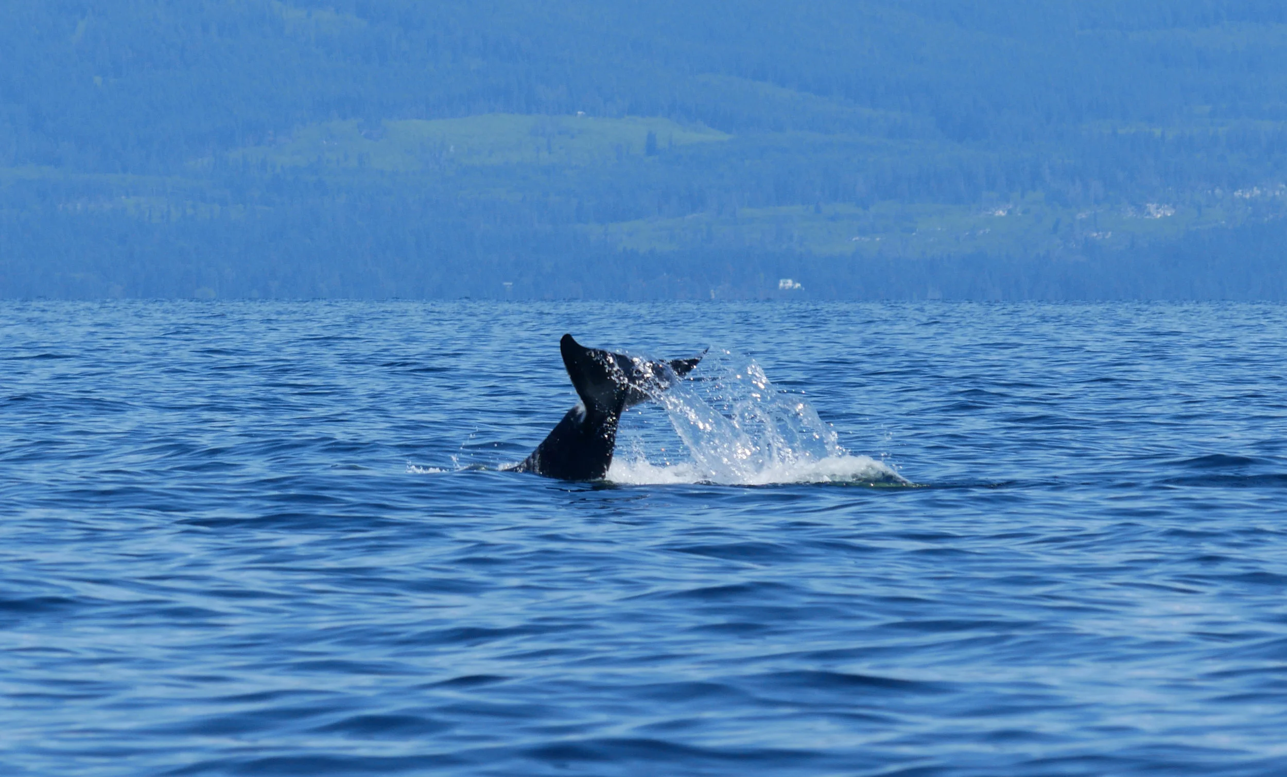 Photo by Cheyenne Brewster.