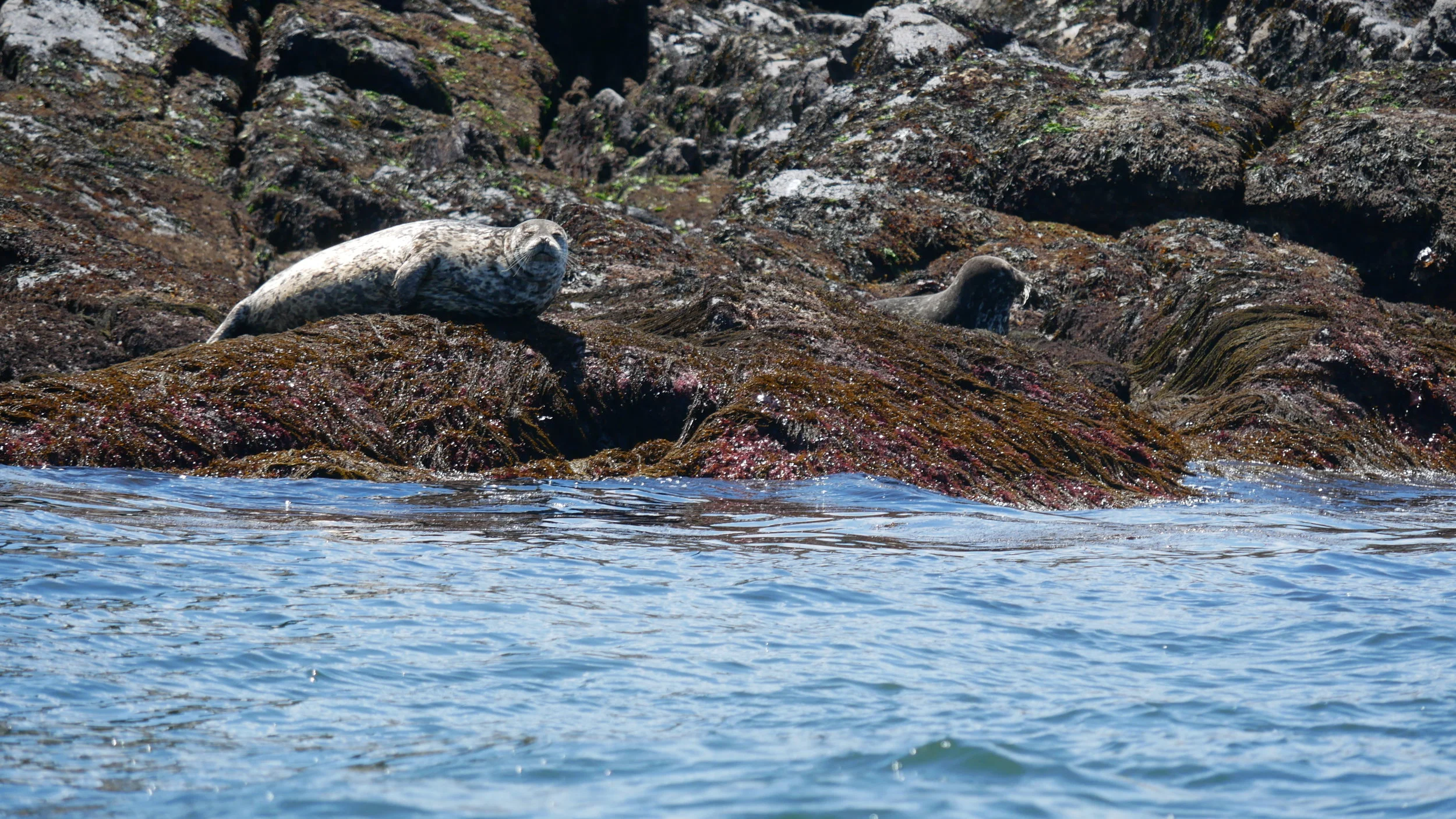 Harbour seals! Photo by Cheyenne Brewster.