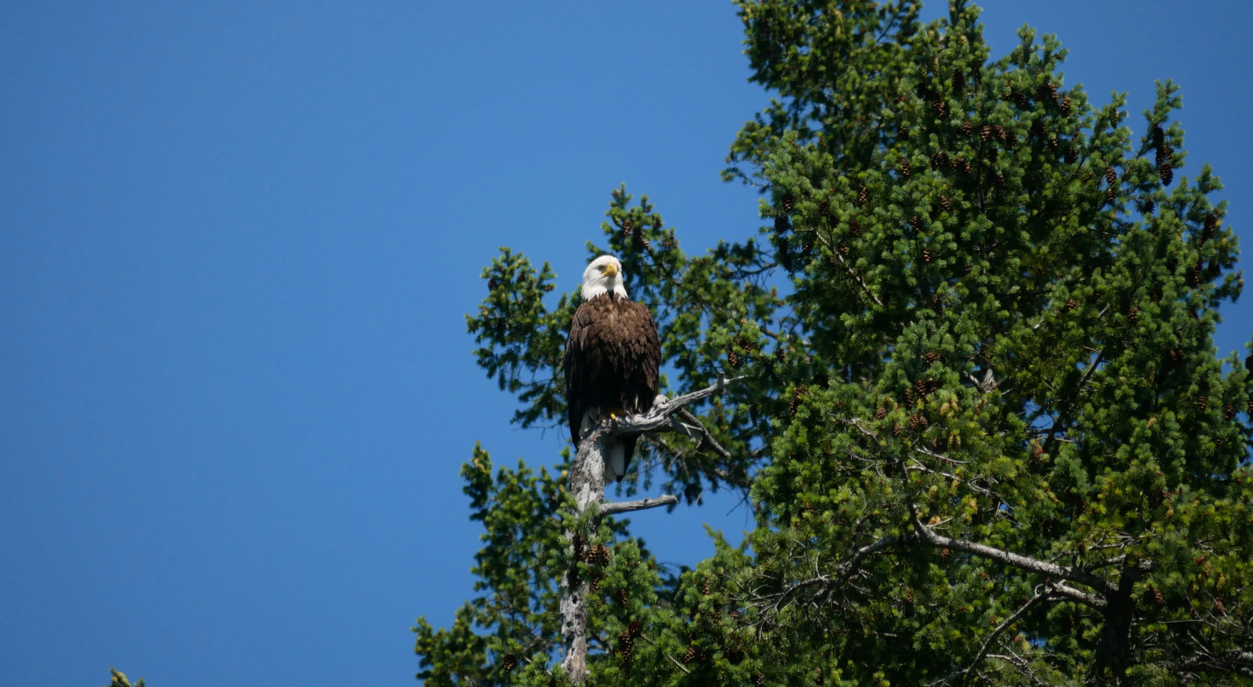 Bald Eagle. Photo by Cheyenne Brewster.