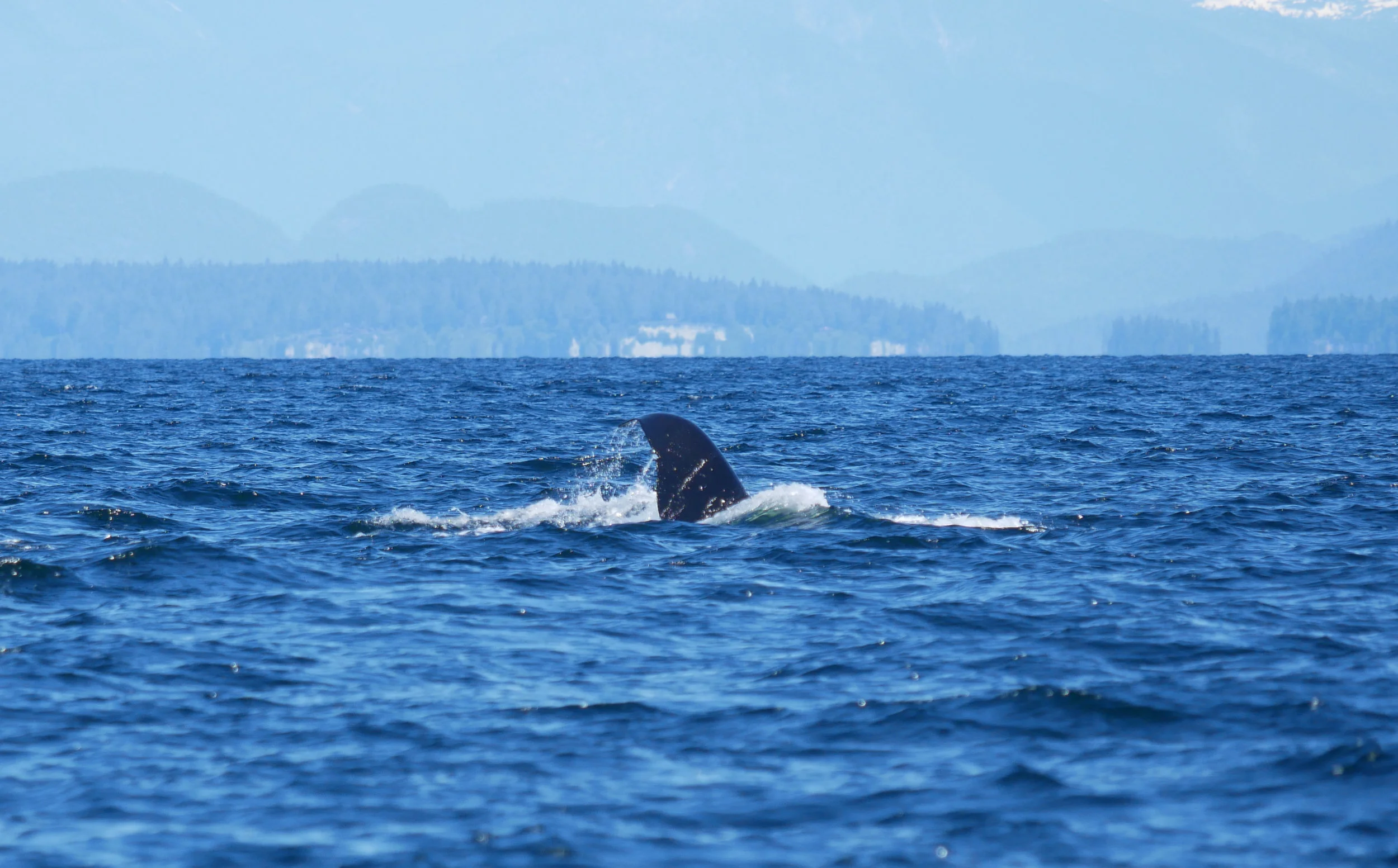 Fluke breaking through the water! Photo by Cheyenne Brewster.
