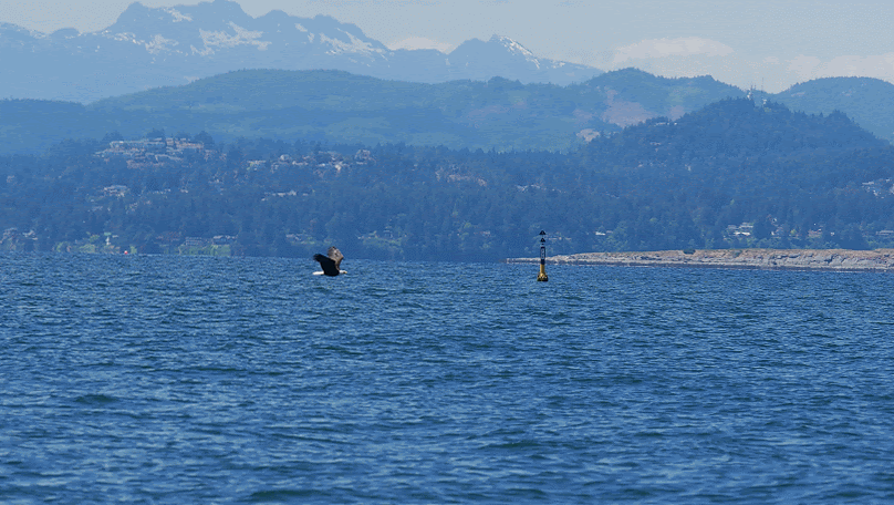 Eagle flying past. Photos by Cheyenne Brewster.