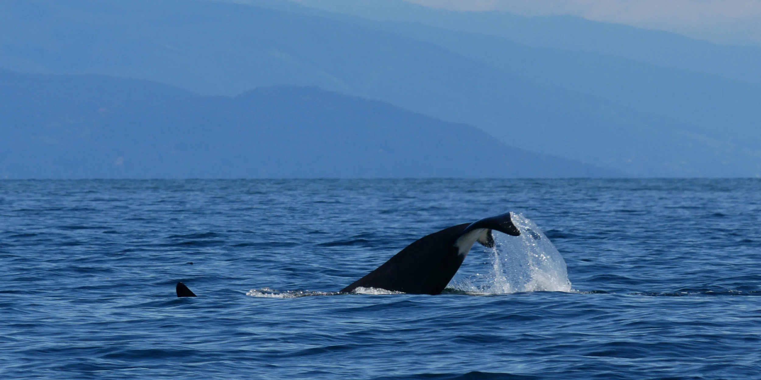 June 3, 2019 - Two pods right outside Nanaimo! 