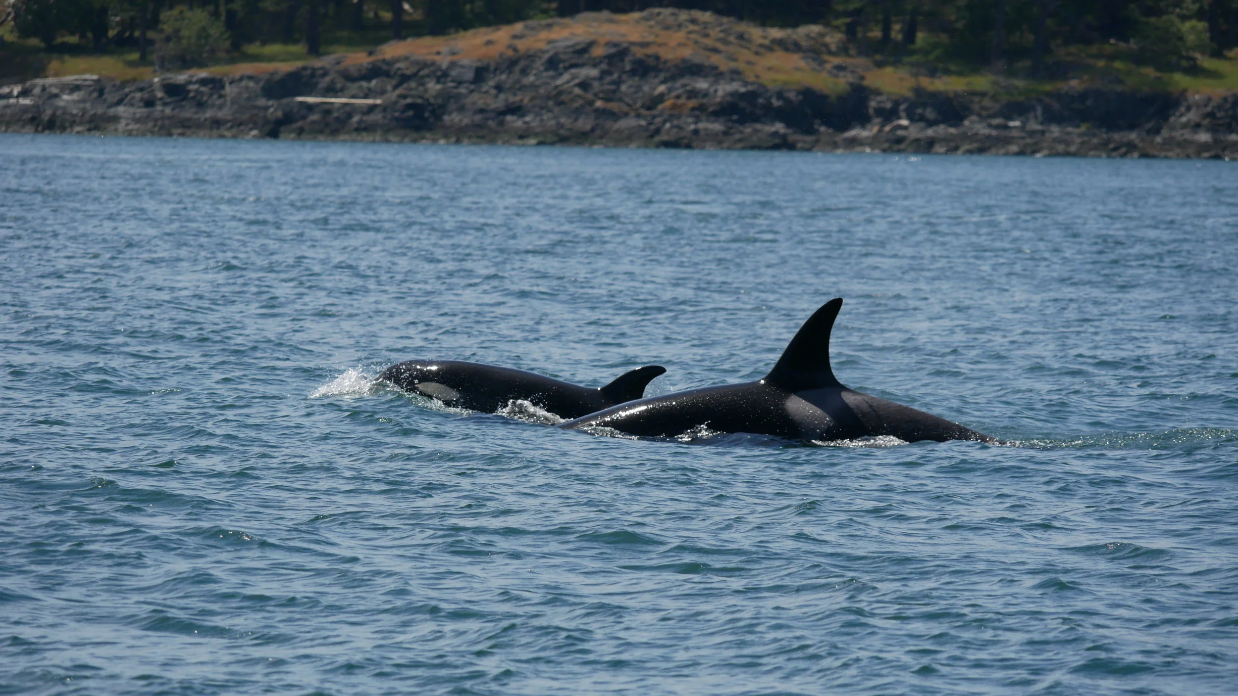 June 4, 2019 - T-Party near Halibut Island!