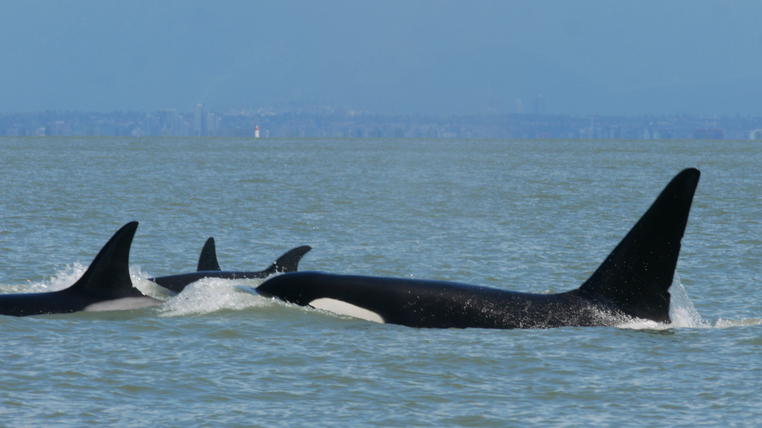 June 7, 2019 - T137s and T65Bs in the Strait