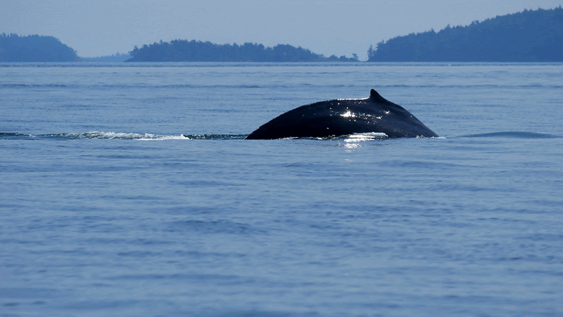 May 30, 2019 - A perfect tour with one Humpback and a Orca Party!