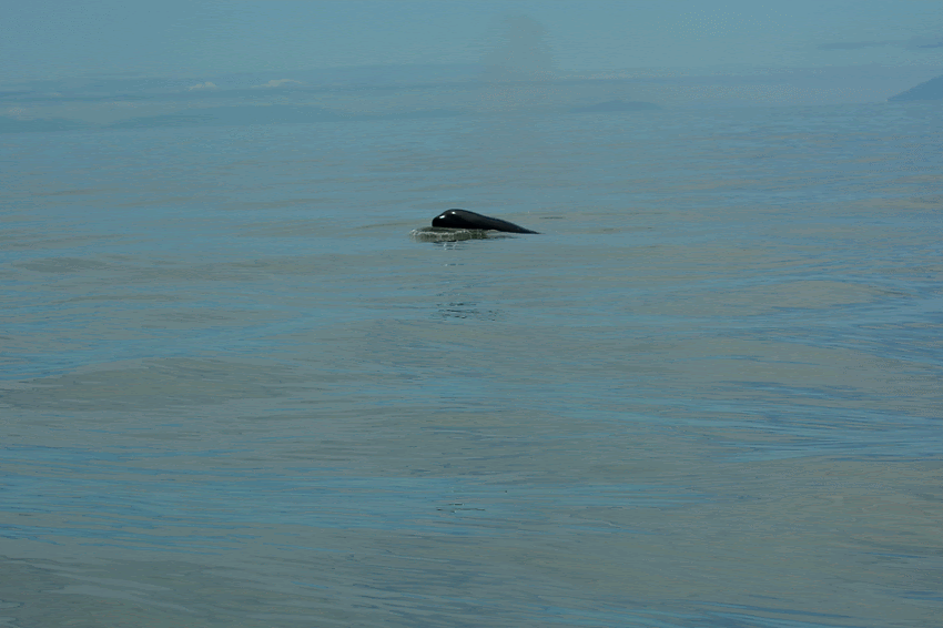 Mommy Sidney (T123) and her last calf Darcy (T123D). Photo Rodrigo Menezes
