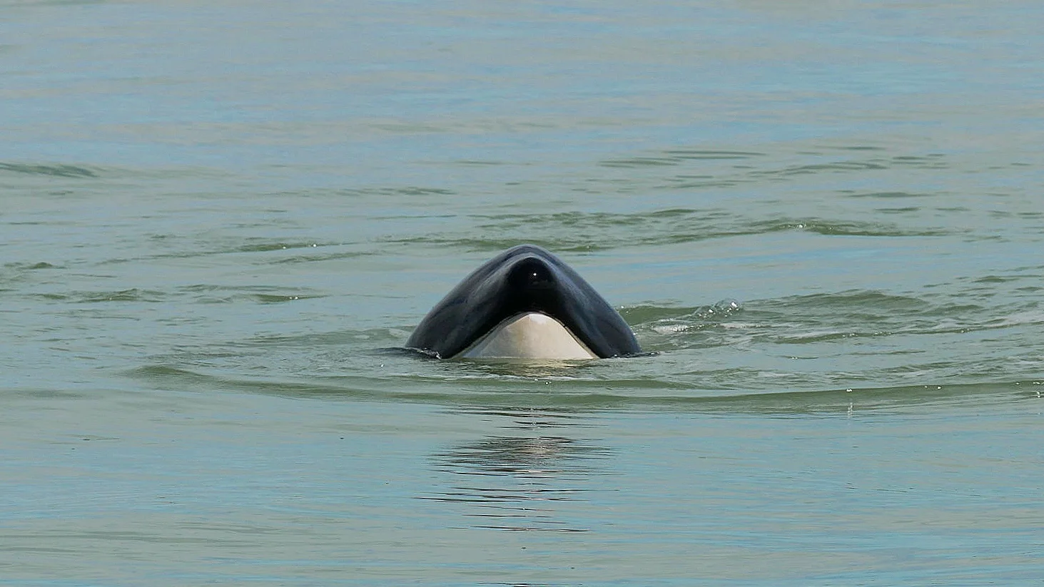 Orca’s smile! Photo: Cheyenne Brewster.