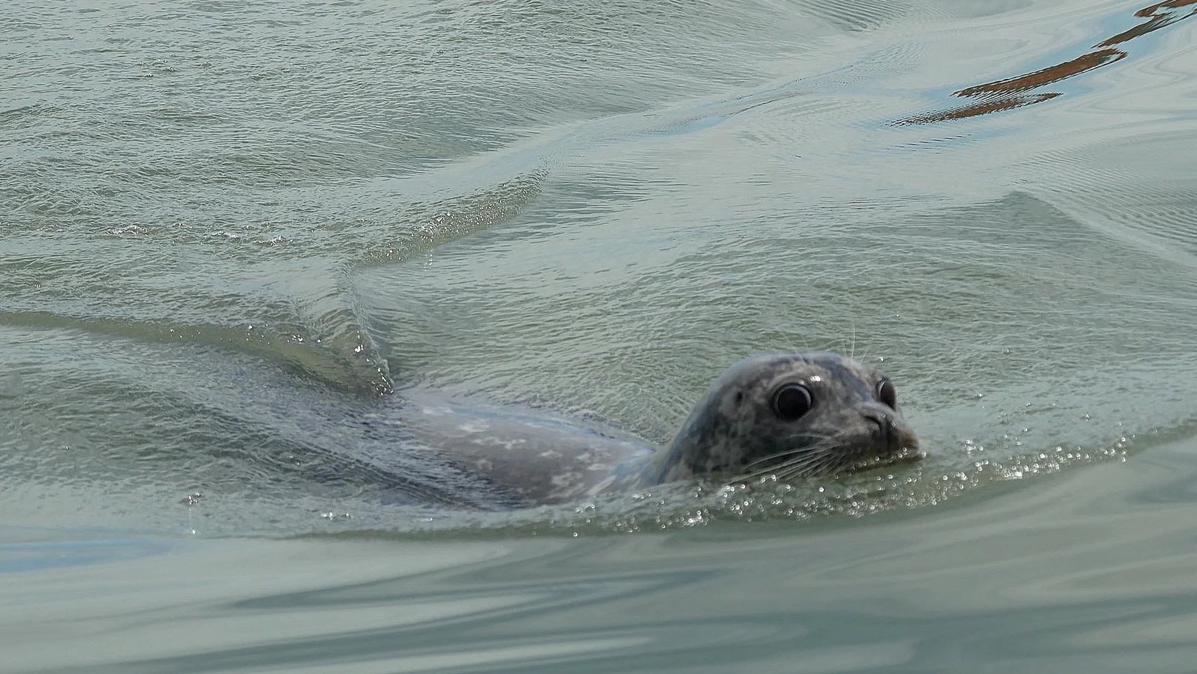 Harbour seal trying to swim away from the Orcas. Photo: Cheyenne Brewster.