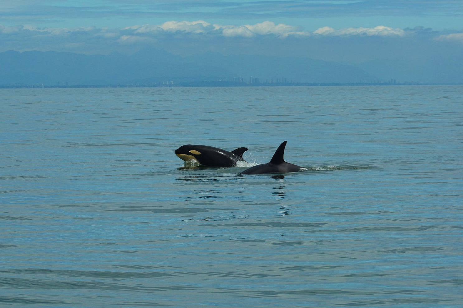 Lucky (T123C) and Darci (T123D) swimming together. Photo Rodrigo Menezes