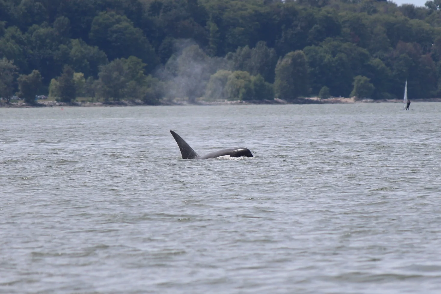 Cooper (T124C). Photo by Natalie Reichenbacher.