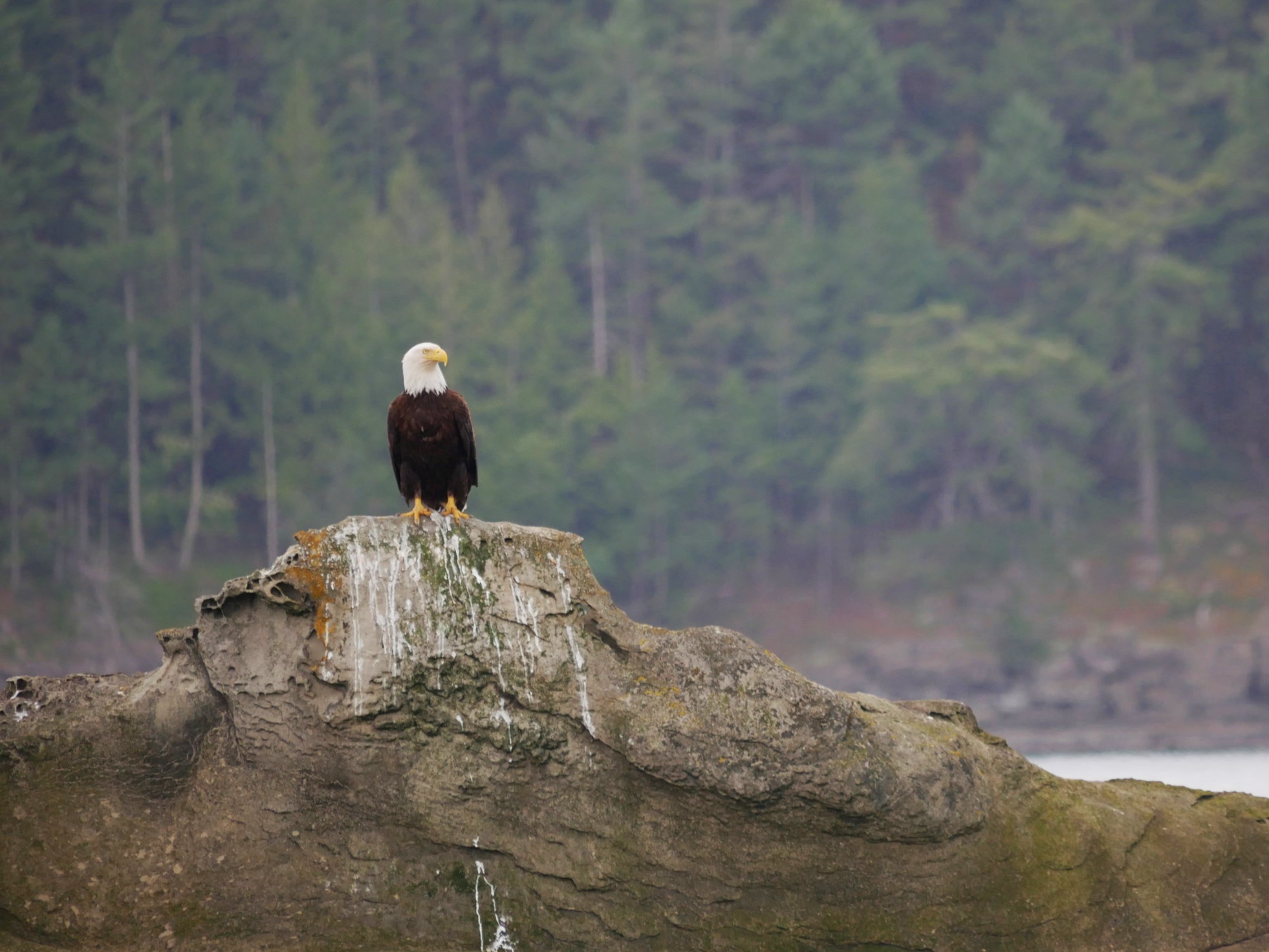 Adult Bald Eagle. Photo by Val Watson.